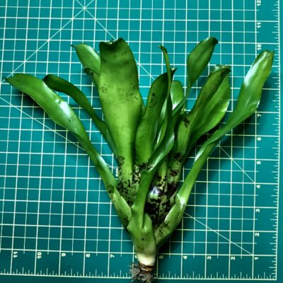 Neoregelia Bromeliad Chubby size