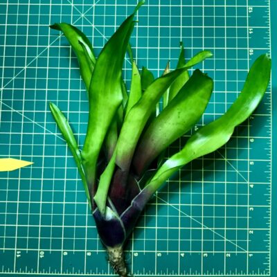 Neoregelia Bromeliad Fireball x Johannis x Candelabra size