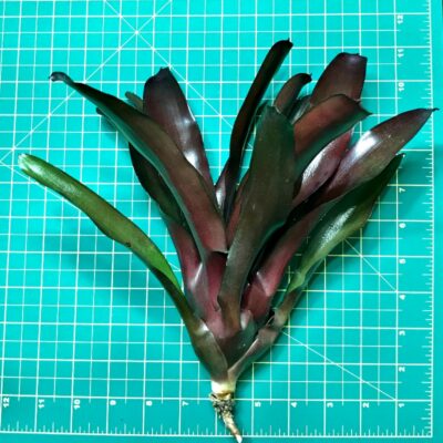 Neoregelia Bromeliad Fireball x Morris Hobbs size