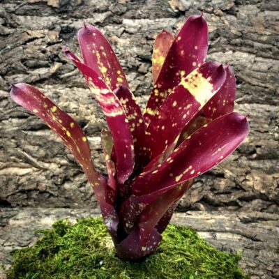 Neoregelia Bromeliad - Gespacho