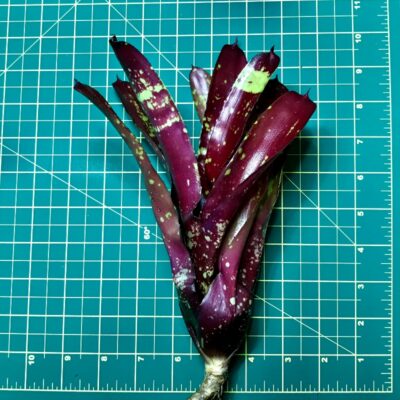 Neoregelia Bromeliad - Gespacho size