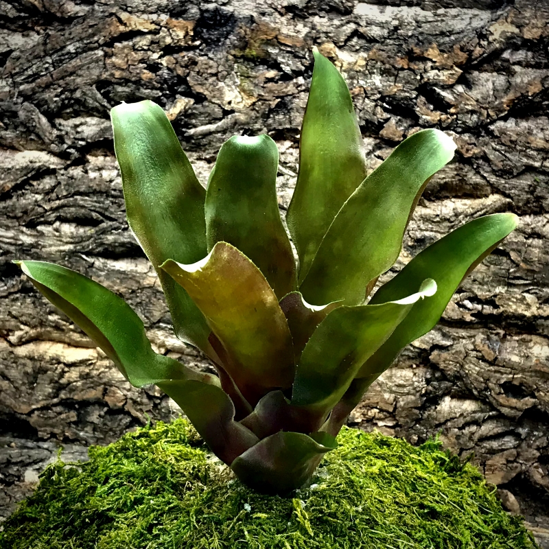 Neoregelia Bromeliad - Glossy Paint