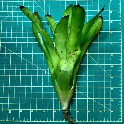 Neoregelia Bromeliad Hearts Desire size
