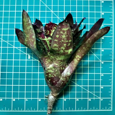 Neoregelia Bromeliad Kolohe size