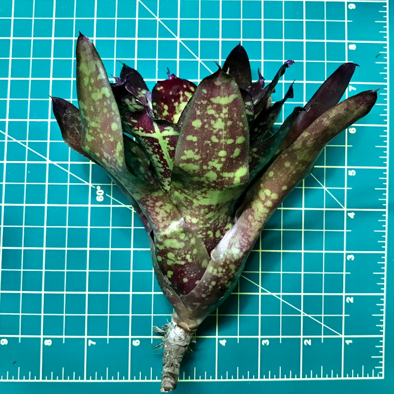 Neoregelia Bromeliad - Kolohe - Image 2