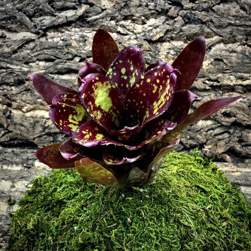 Neoregelia Bromeliad - Kolohe