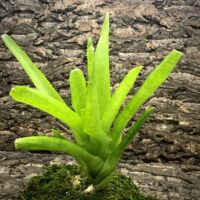 Neoregelia Bromeliad - Malibu