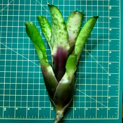 Neoregelia Bromeliad Marble Throat x Rosea Lineata size
