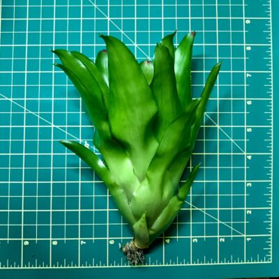 Neoregelia Bromeliad Mini Pearl size