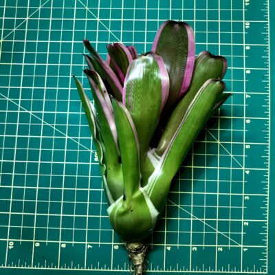 Neoregelia Bromeliad See No Evil size