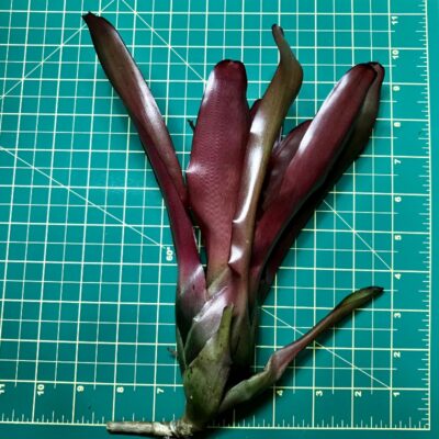 Neoregelia Bromeliad Sweet Carol size