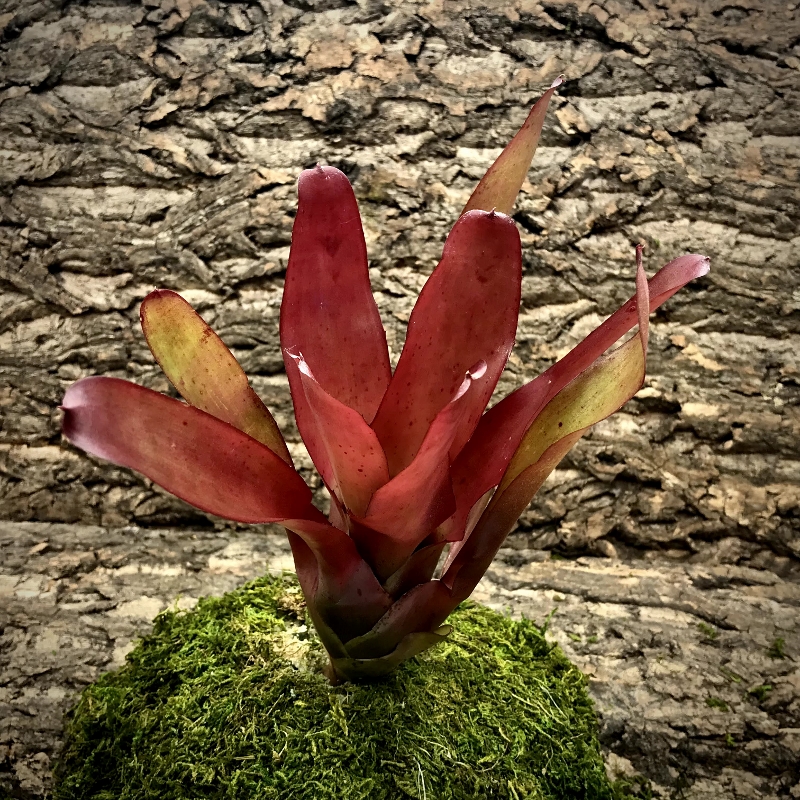 Neoregelia Bromeliad - Sweet Carol