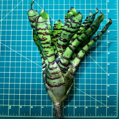 Neoregelia Bromeliad Wild Rabbit size