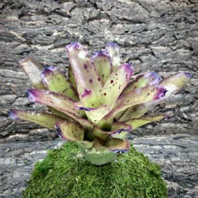 Neoregelia Bromeliad – Hearts Desire