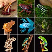 Other Available Frogs in Canada