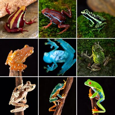 Other Available Frogs in Canada