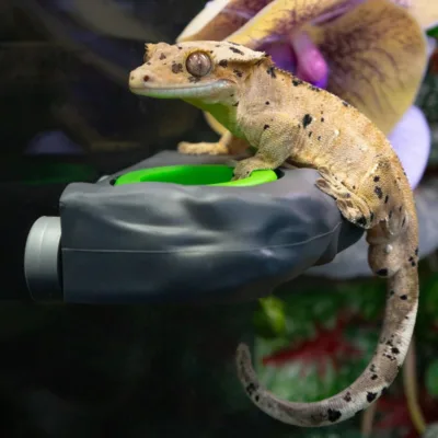 Mini Magnetic Silicone Gecko Food Ledge (Grey) by Pangea with gecko on it