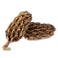 NewCal Magnolia Seed Pods
