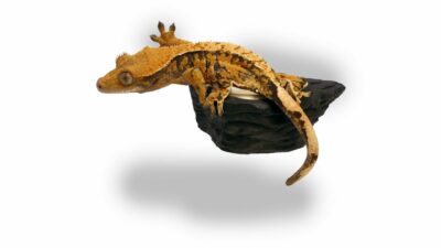 Pangea Mini Magnetic Gecko Feeder Ledge with Crested Gecko