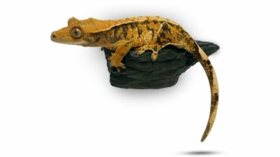 Pangea Mini Magnetic Gecko Feeder Ledge with Crested Gecko on it