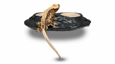 Pangea Ultimate Magnetic Gecko Feeding Ledge with adult Crested Gecko on it