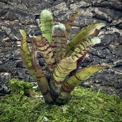 Mini Neoregelia Bromeliad - Bonkers