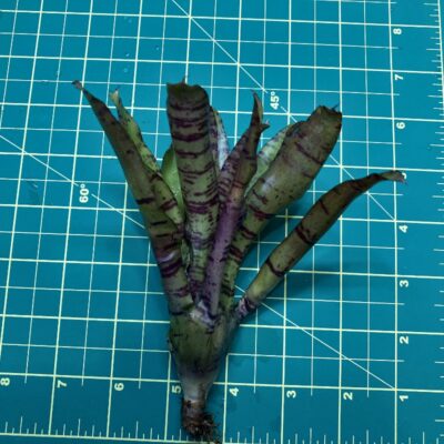 Mini Neoregelia Bromeliad - Bonkers size