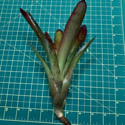 Mini Neoregelia Bromeliad - Charm x 696 size