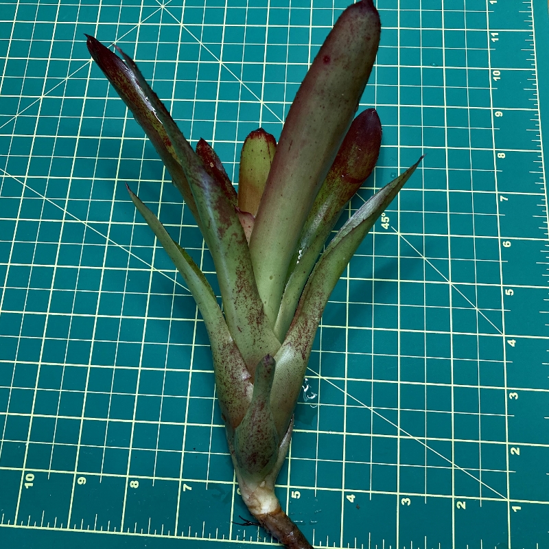 Mini Neoregelia Bromeliad - Charm x 696 size