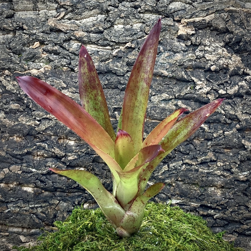 Mini Neoregelia Bromeliad - Charm x 696