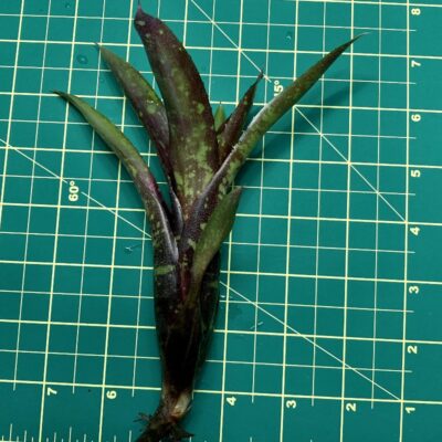Mini Neoregelia Bromeliad - Dark Mood size