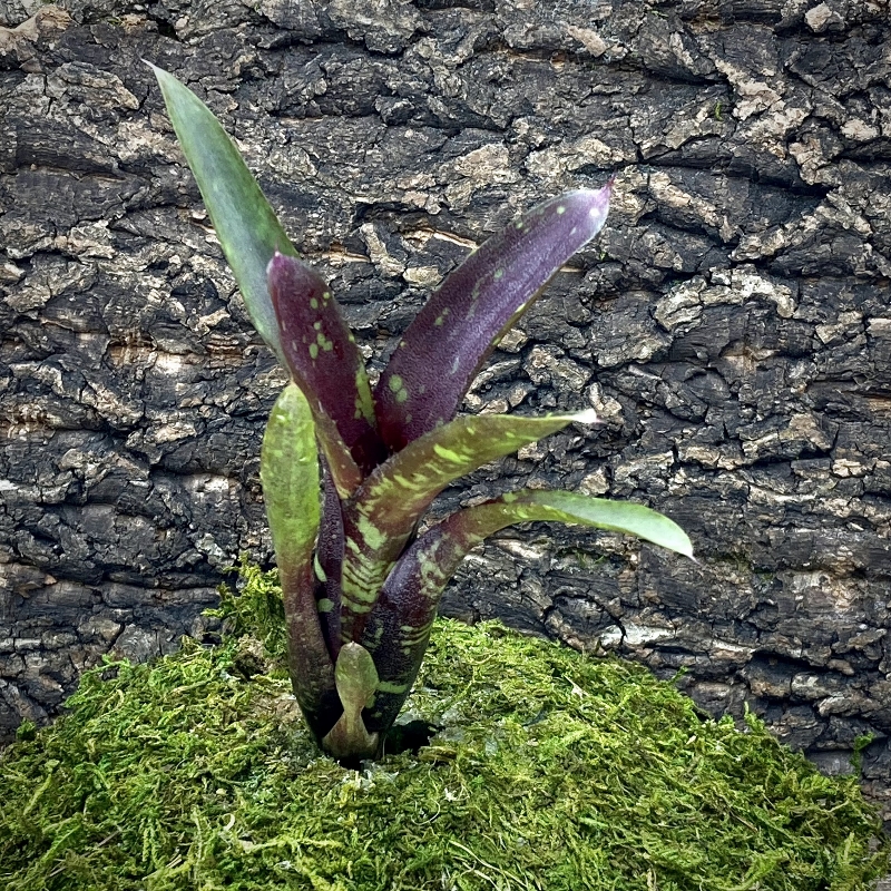 Mini Neoregelia Bromeliad - Dark Mood