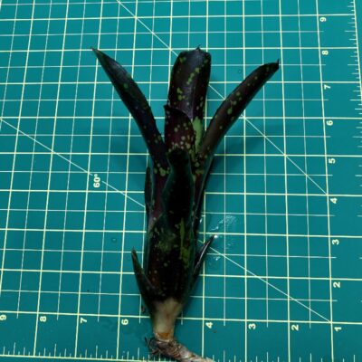 Mini Neoregelia Bromeliad - Domino size