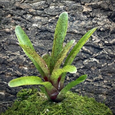 Mini Neoregelia Bromeliad - Fireball F2