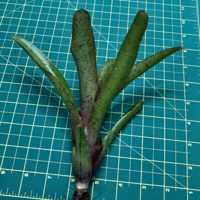 Mini Neoregelia Bromeliad - Fireball F2 size