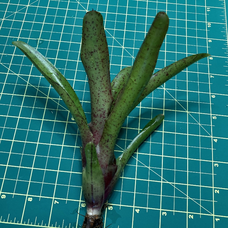 Mini Neoregelia Bromeliad - Fireball F2 size