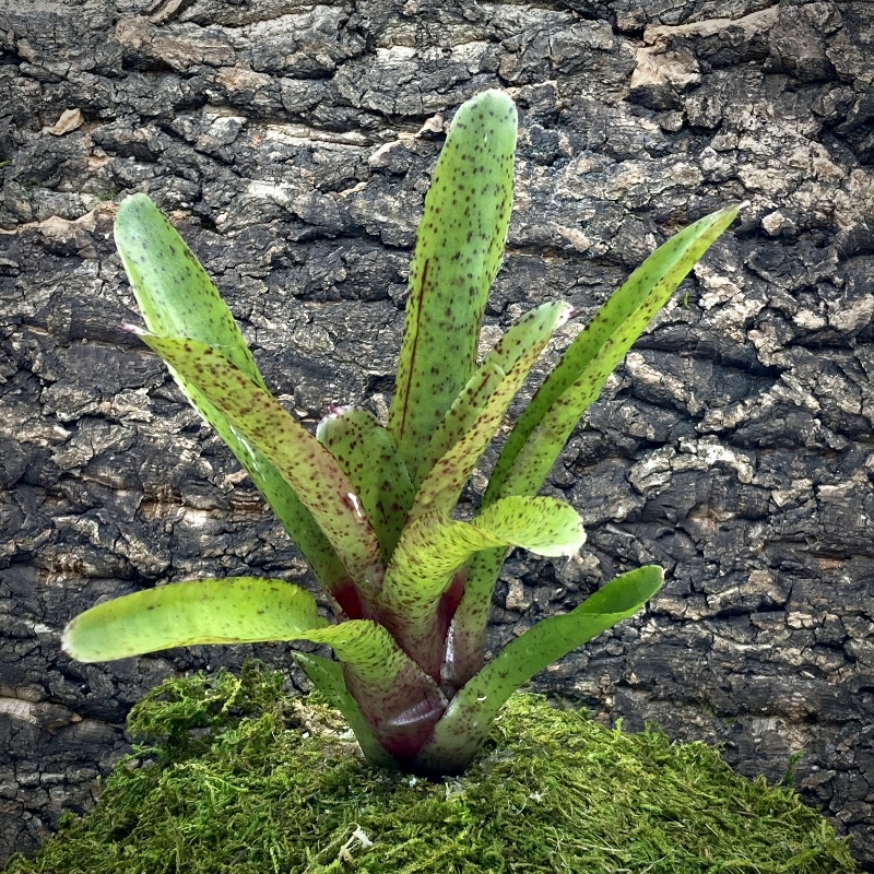 Mini Neoregelia Bromeliad - Fireball F2