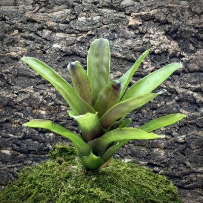 Mini Neoregelia Bromeliad - Fireball x Midnight