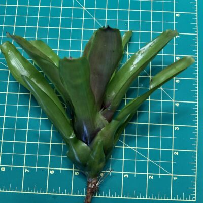 Mini Neoregelia Bromeliad - Fireball x Midnight size