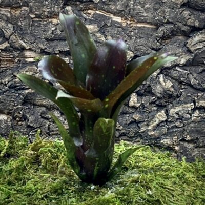 Mini Neoregelia Bromeliad - Goji