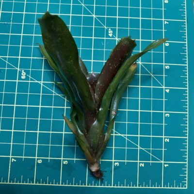 Mini Neoregelia Bromeliad - Goji size