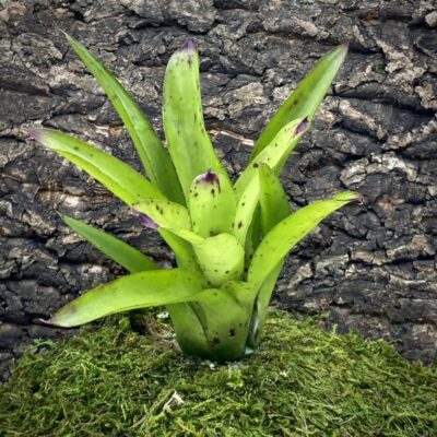 Mini Neoregelia Bromeliad - Hearts Desire