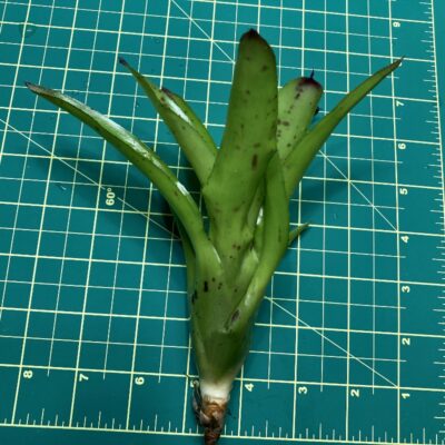 Mini Neoregelia Bromeliad - Hearts Desire size