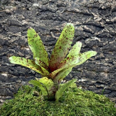 Nano Neoregelia Bromeliad - Little Jewel