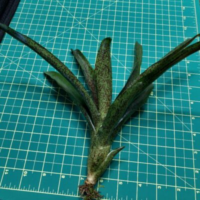 Mini Neoregelia Bromeliad - Mo Peppa Please size
