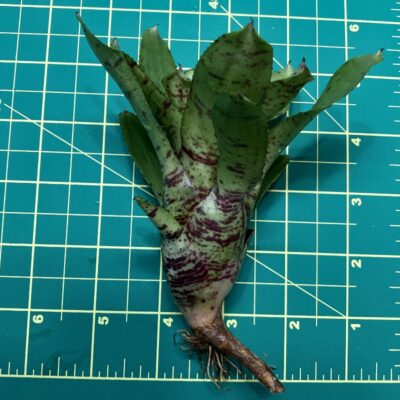 Mini Neoregelia Bromeliad - Nightspot x Tweedle Dee size
