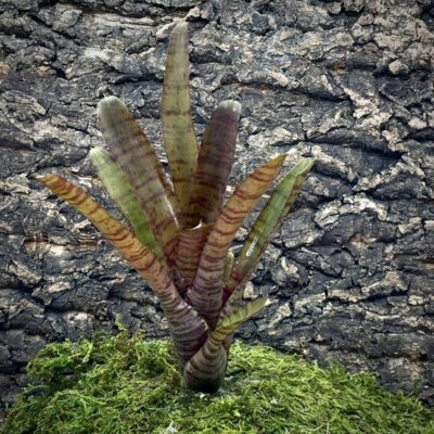 Mini Neoregelia Bromeliad - Popoki Red