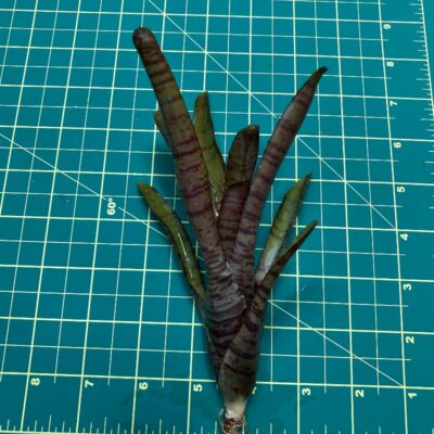 Mini Neoregelia Bromeliad - Popoki Red size