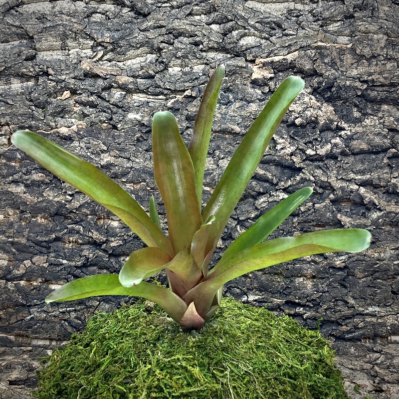 Mini Neoregelia Bromeliad - Powerball