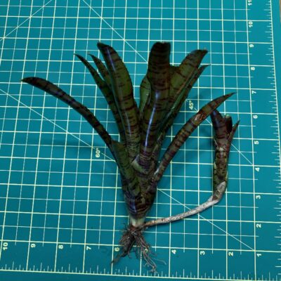 Mini Neoregelia Bromeliad - Punctatissima rubra size